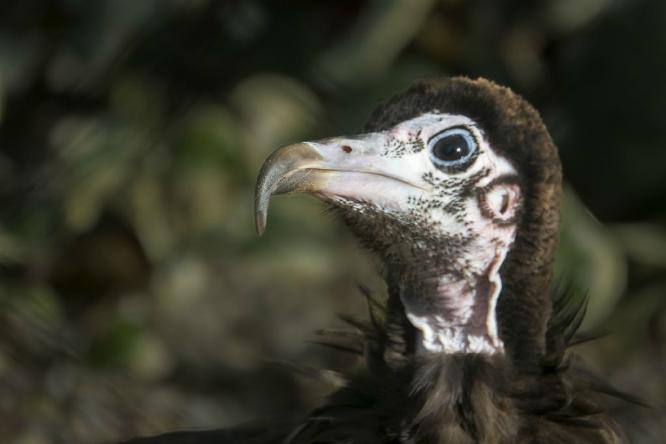 Ugly bird (%!s(<nil>)) -