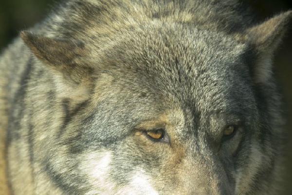 Wolf (%!s(<nil>)) - 