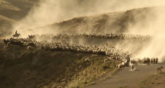Guiding The Flock Home (%!s(<nil>)) - 