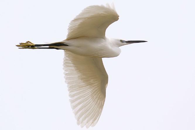 Little Egret in Flight (%!s(<nil>)) - 