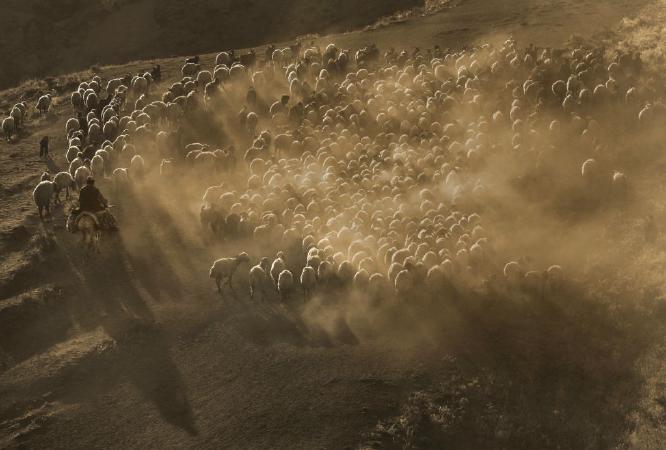 Lone Shepherd and his Flock (%!s(<nil>)) - 