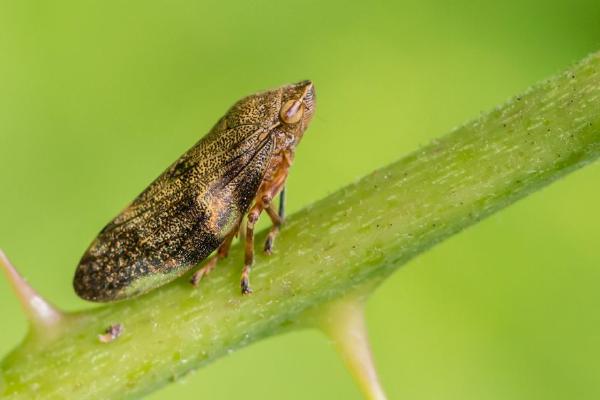 Alder spittle bug (%!s(<nil>)) - 