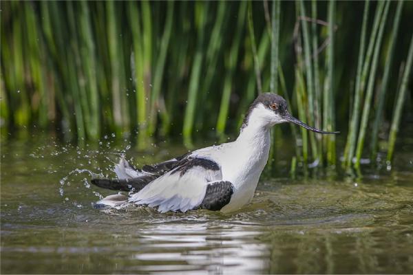 Bathing Avocet (%!s(<nil>)) - 