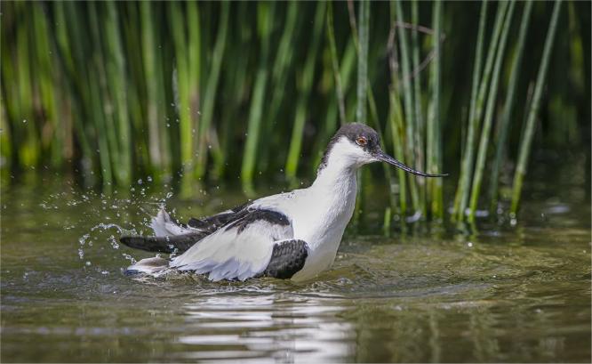 Bathing Avocet (%!s(<nil>)) - 