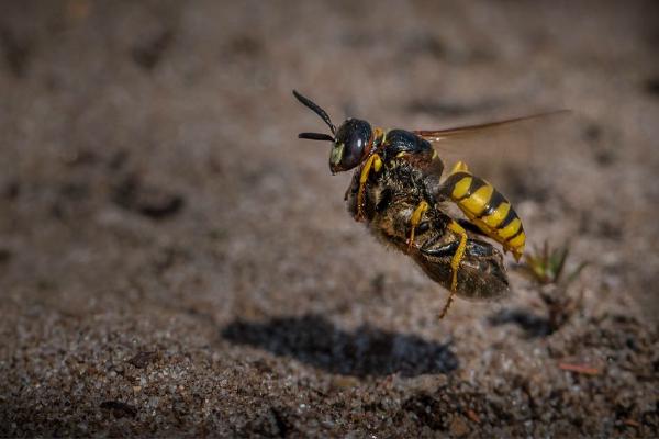 Bee Wolf Carrying its Prey (%!s(<nil>)) - 