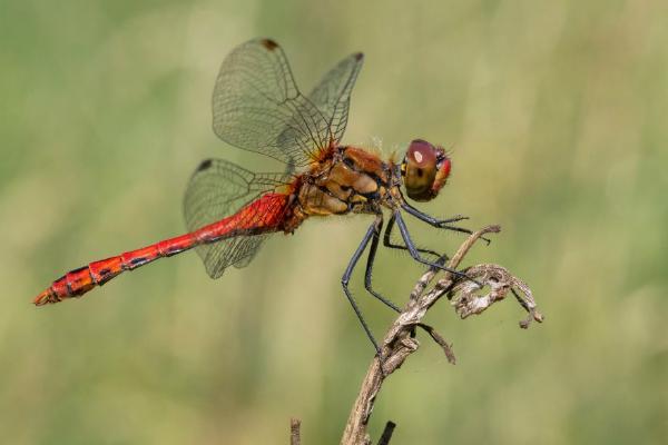 Darter Resting (%!s(<nil>)) - 