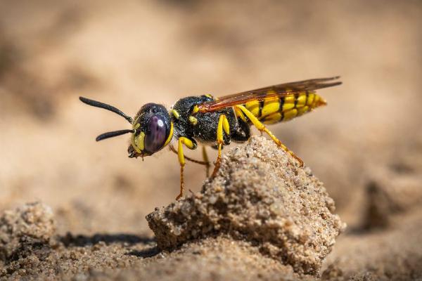 Digger Wasp on Patrol (%!s(<nil>)) - 