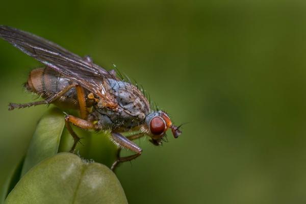 Diptera in Detail (%!s(<nil>)) - 