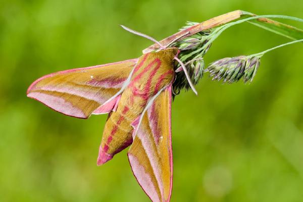 Elephant Hawk Moth (%!s(<nil>)) - 