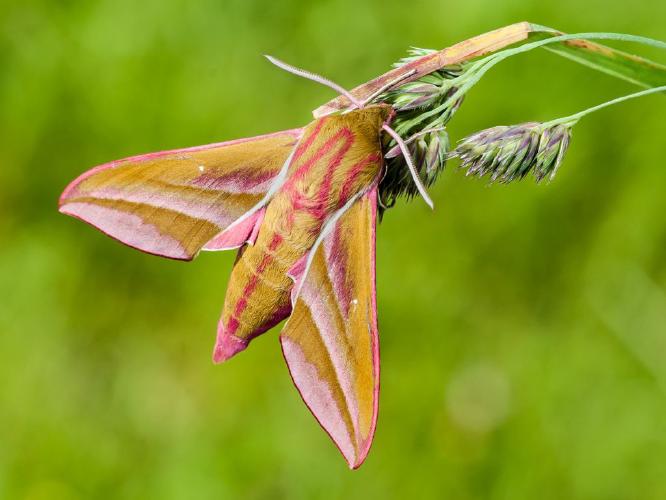 Elephant Hawk Moth (%!s(<nil>)) - 