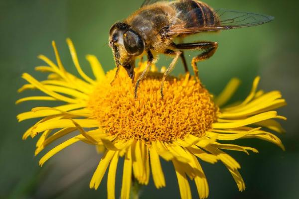 Eristalis tenax feeding (%!s(<nil>)) - 