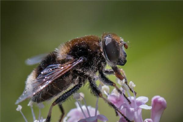Female Eristalis intricarius (%!s(<nil>)) - 