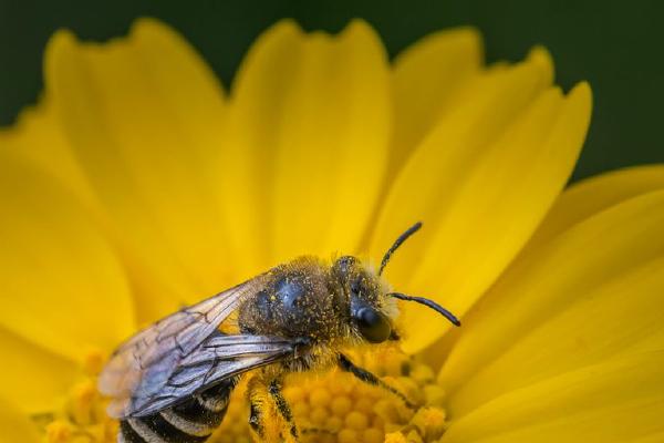 Ground Nesting Bee (%!s(<nil>)) - 