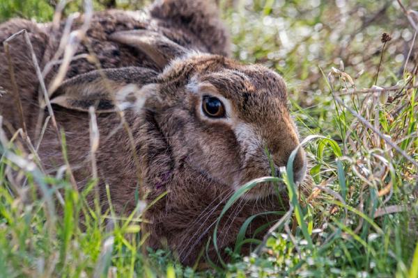 Havergate Island Hare (%!s(<nil>)) - 