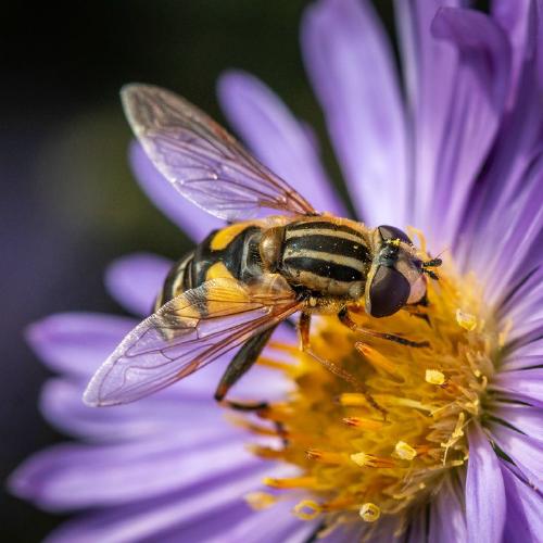 Helophilus pendulus Nectoring (%!s(<nil>)) - 