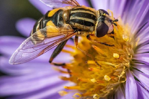 Helophilus pendulus Nectoring (%!s(<nil>)) - 