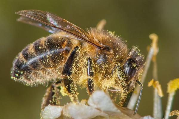 Honey Bee (%!s(<nil>)) - 