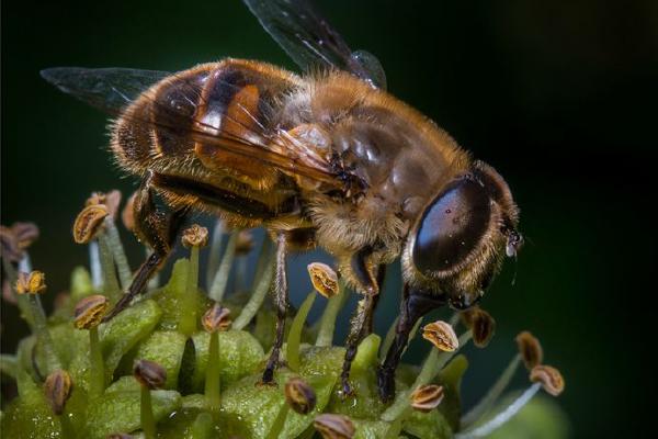 Hoverfly Nectaring on Ivy (%!s(<nil>)) - 