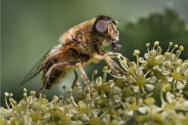 Hoverfly on Alexanders Flower (%!s(<nil>)) - 