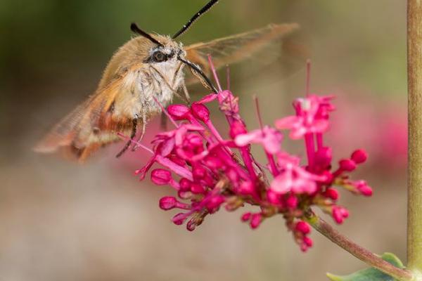 Hummingbird Hawk Moth Feeding (%!s(<nil>)) - 
