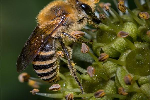 Ivy Bee nectaring on Ivy Flower (%!s(<nil>)) - 