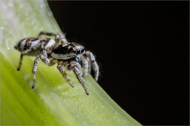 Jumping Spider (%!s(<nil>)) - 