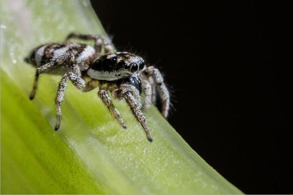 Jumping Spider (%!s(<nil>)) - 