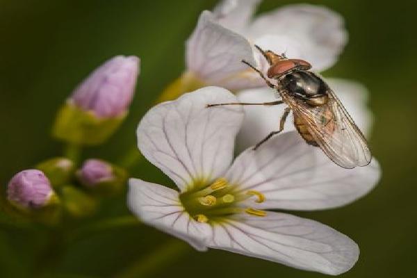 Long-nosed Hoverfly (%!s(<nil>)) - 