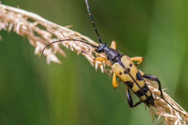 Longhorn Beetle (%!s(<nil>)) - 