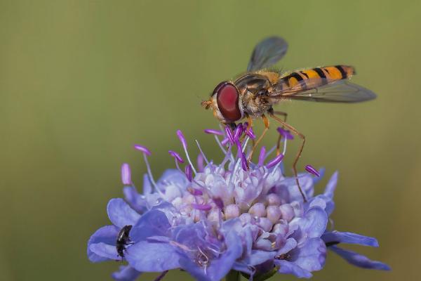 Marmalade Hoverfly (%!s(<nil>)) - 