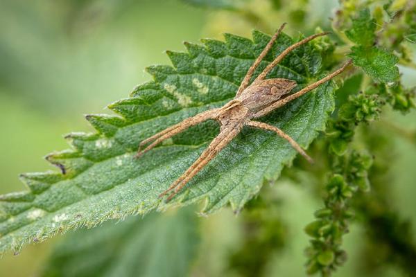 Nursery Web Spider Hunting on Nettle (%!s(<nil>)) - 