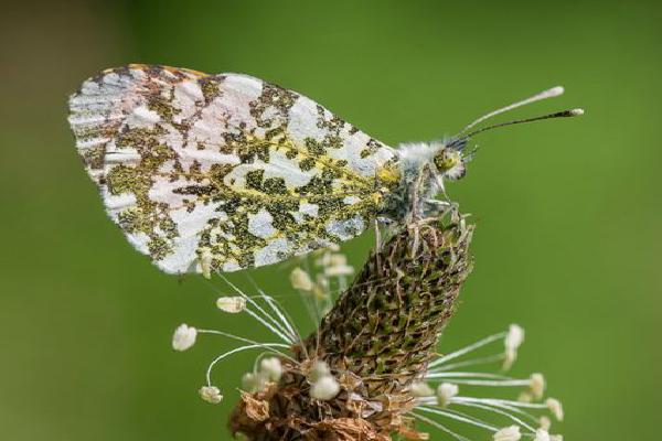 Orange Tip (%!s(<nil>)) - 