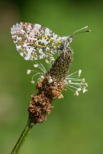 Orange Tip (%!s(<nil>)) - 