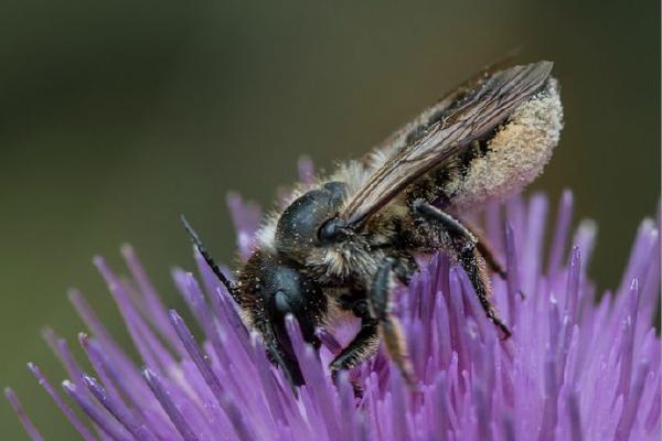 Pollen Laden Leaf Cutter Bee on Thistle (%!s(<nil>)) - 
