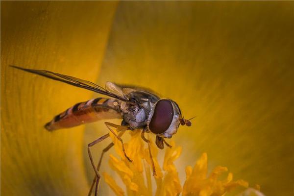 Portrait of a Marmalade Hoverfly (%!s(<nil>)) - 