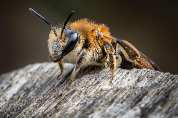 Portrait of a Mining Bee (%!s(<nil>)) - 