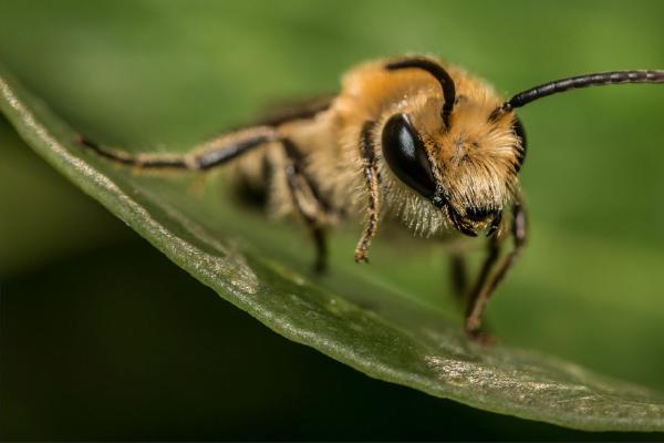 Portrait of an Ivy Bee (%!s(<nil>)) - 