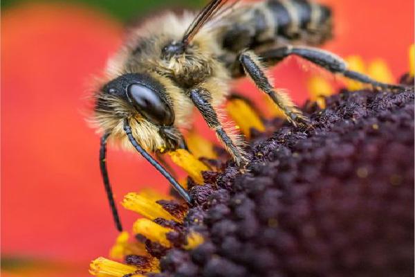 Solitary Bee Nectaring on Helenium Flower (%!s(<nil>)) - 