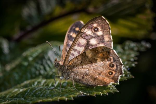 Speckled Wood Butterfly in Morning Light (%!s(<nil>)) - 