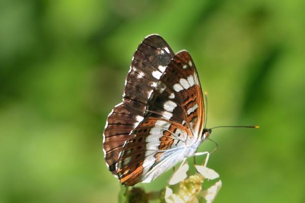 The White Admiral (%!s(<nil>)) - 