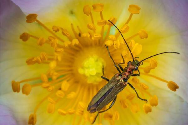 Thick Thighed Flower Beetle (%!s(<nil>)) - 