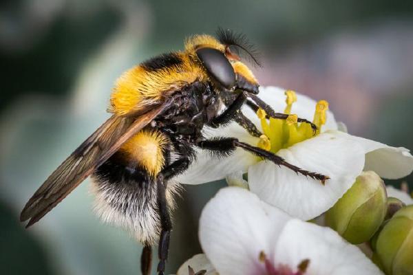 Volucella bombylans (%!s(<nil>)) - 