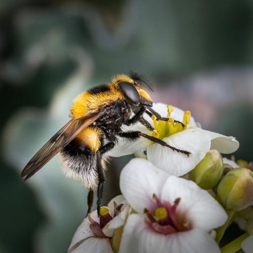 Volucella bombylans (%!s(<nil>)) - 