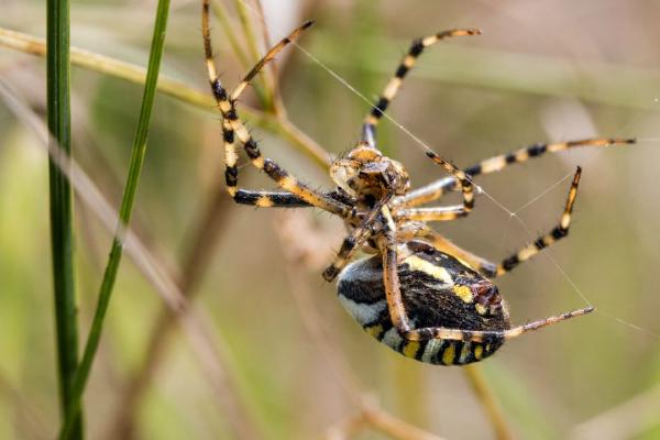 Wasp Spider with Prey (%!s(<nil>)) - 