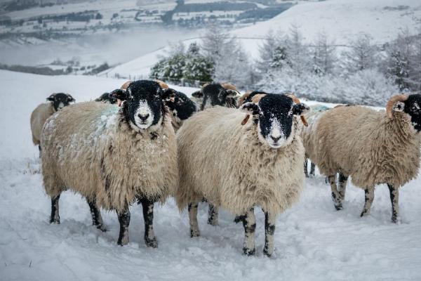 Winter in Over Dale Peak District (%!s(<nil>)) - 