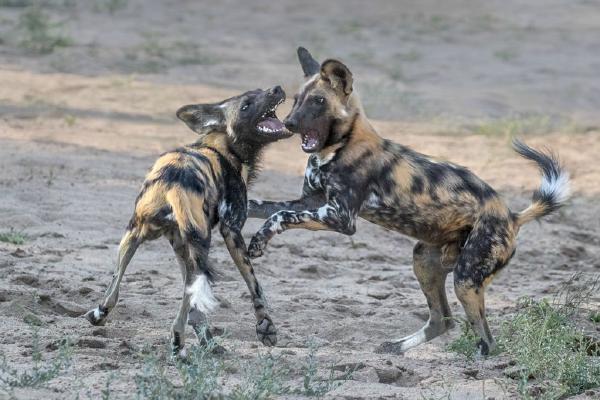 African Wild Dogs Playi Fighting on a dry river bed (%!s(<nil>)) - 