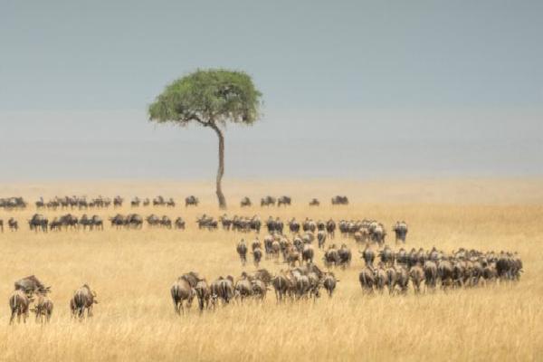 Migrating Wildebeests (%!s(<nil>)) - 