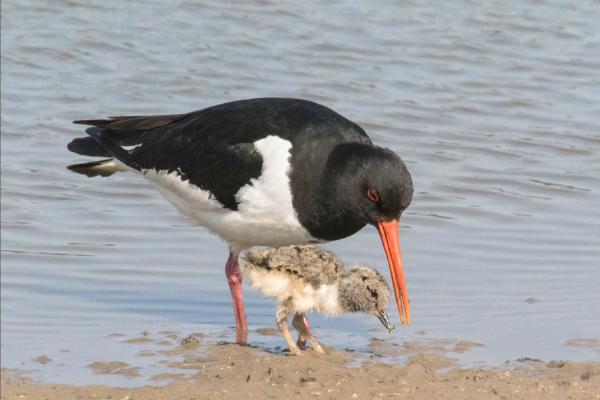 Oyster Catcher feeding chick (%!s(<nil>)) - 