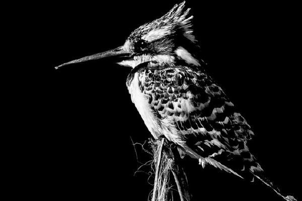 Pied Kingfisher (%!s(<nil>)) - 