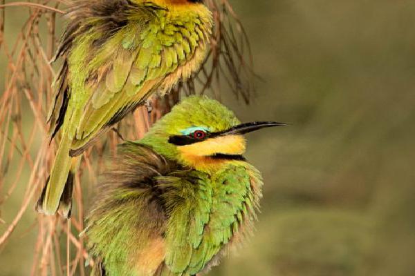 Two Little Bee Eaters in the Morning Sun (%!s(<nil>)) - 